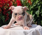 Puppy Noelle Faux Frenchbo Bulldog