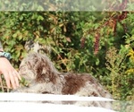 Small #29 ShihPoo