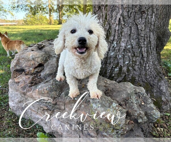 Medium Photo #1 Havachon Puppy For Sale in NIANGUA, MO, USA