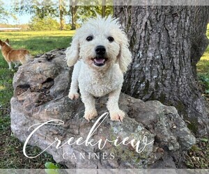 Mother of the Havachon puppies born on 08/24/2025