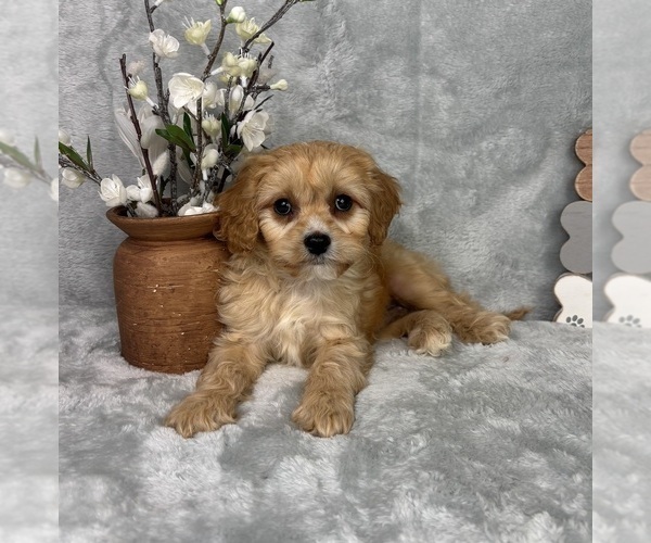 Medium Photo #5 Cavapoo (Standard) Puppy For Sale in GREENFIELD, IN, USA
