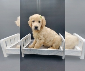 Golden Retriever Dog for Adoption in GOSHEN, Indiana USA