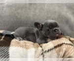 Puppy Puppy 2 French Bulldog