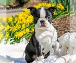 Small Photo #1 Boston Terrier Puppy For Sale in MANHEIM, PA, USA