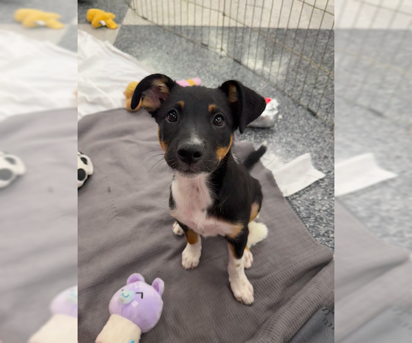 Medium Photo #3 Mutt Puppy For Sale in Davis, CA, USA