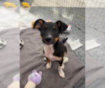 Small #2 Mutt