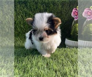 Medium Biewer Terrier