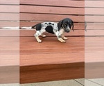 Image preview for Ad Listing. Nickname: Poppy