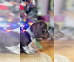 Puppy Puppy 2 Dachshund