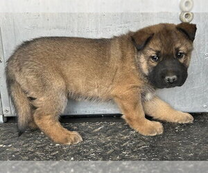 German Shepherd Dog-Unknown Mix Dogs for adoption in HESPERIA, CA, USA