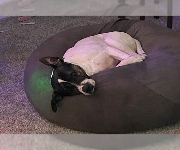 Medium Photo #2 Mutt Puppy For Sale in Sheboygan, WI, USA