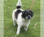 Small #1 Shih Tzu