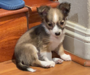 Papillon Puppy for sale in MONTEREY PARK, CA, USA
