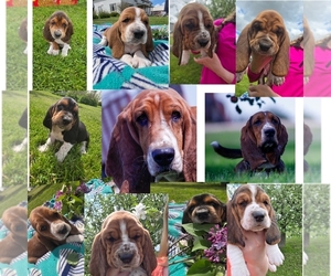 Basset Hound Litter for sale in GREENLEAF, WI, USA