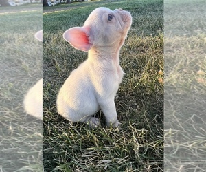 French Bulldog Puppy for sale in TRACY, CA, USA
