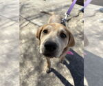 Small Photo #19 Retriever -Unknown Mix Puppy For Sale in Holly Springs, NC, USA