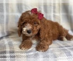 Small #8 Cockapoo