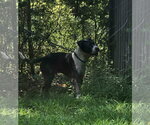 Small #2 Mutt