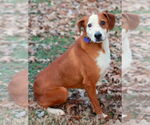Small #3 Mountain Cur Mix