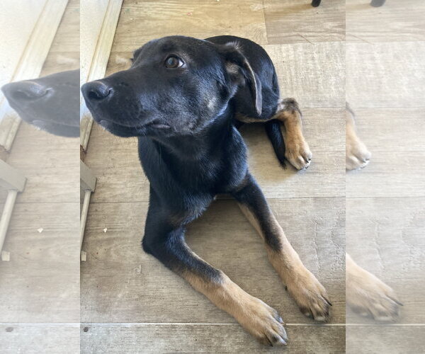 Medium Photo #6 German Shepherd Dog-Unknown Mix Puppy For Sale in San Diego, CA, USA