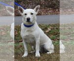 Small Photo #3 Basset Hound-Unknown Mix Puppy For Sale in Prattville, AL, USA