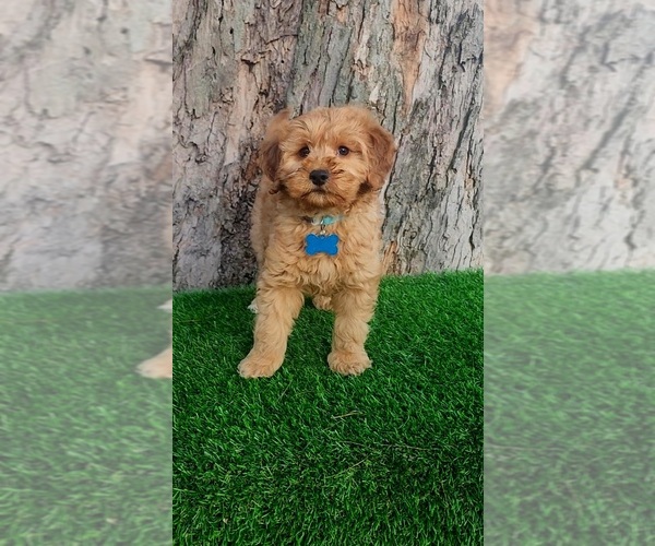 Medium Photo #3 Goldendoodle (Miniature) Puppy For Sale in INDIANAPOLIS, IN, USA