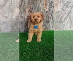Small #2 Goldendoodle (Miniature)
