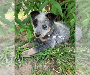 Australian Cattle Dog Puppy for sale in JETERSVILLE, VA, USA
