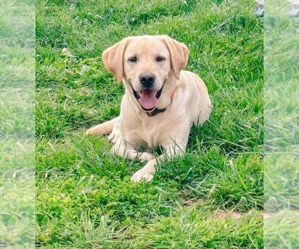 Medium Photo #1 Labrador Retriever Puppy For Sale in LIMESTONE, TN, USA