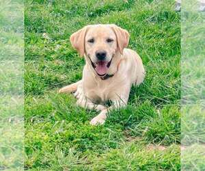 Father of the Labrador Retriever puppies born on 08/17/2026