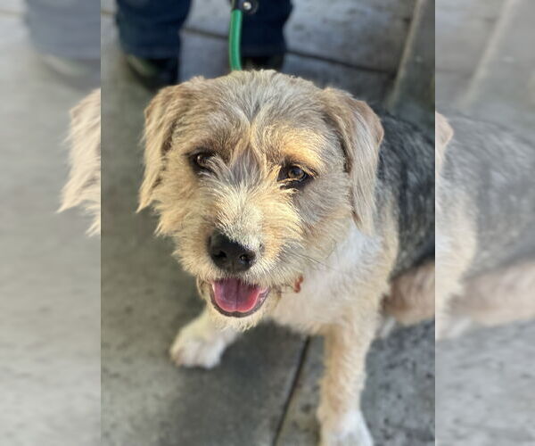 Medium Photo #1 Norfolk Terrier-Unknown Mix Puppy For Sale in Newport Beach, CA, USA