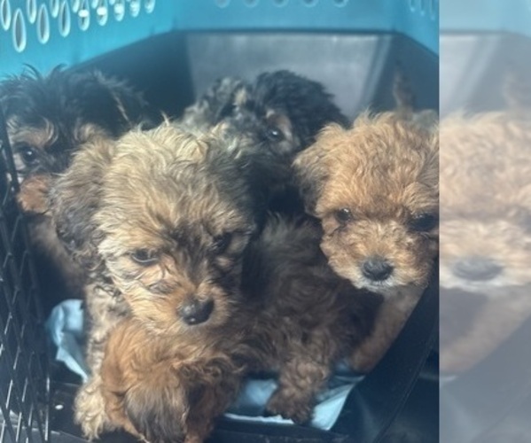 Medium Photo #11 Yorkipoo Puppy For Sale in ARLINGTON, TX, USA
