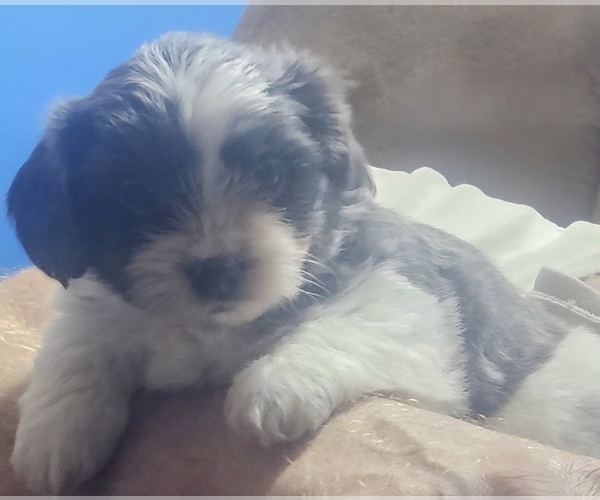 Medium Photo #1 Schweenie Puppy For Sale in BOWLING GREEN, KY, USA
