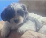 Puppy Puppy Chanel Schweenie