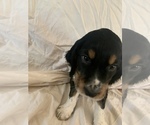 Small #2 English Springer Spaniel