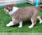 Small Photo #11 Australian Shepherd Puppy For Sale in PIONEER, CA, USA