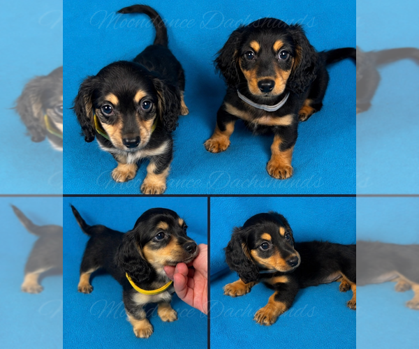 Medium Photo #1 Dachshund Puppy For Sale in LIVINGSTON, TX, USA