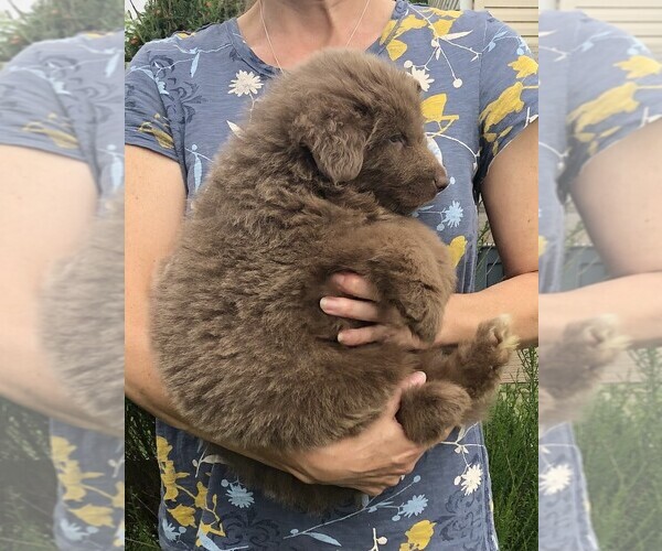 Medium Photo #6 German Shepherd Dog Puppy For Sale in OSTRANDER, OH, USA