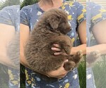 Small #5 German Shepherd Dog
