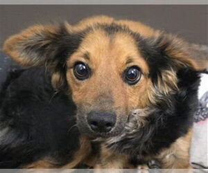 Chihuahua-Unknown Mix Dogs for adoption in HESPERIA, CA, USA