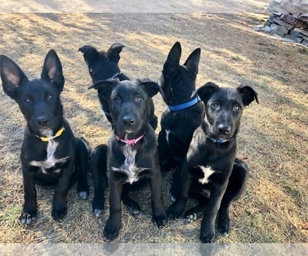 View Ad: Belgian Malinois-Border Collie Mix Puppy for Sale Tasmania Australia