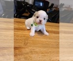 Small Photo #15 Shih Tzu Puppy For Sale in BELLEVILLE, MI, USA