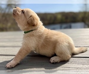 Labrador Retriever Puppy for sale in EAGAN, MN, USA