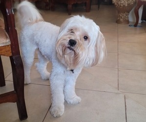 Father of the Lhasa Apso puppies born on 05/13/2025