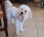 Small Photo #1 Lhasa Apso Puppy For Sale in PHOENIX, AZ, USA