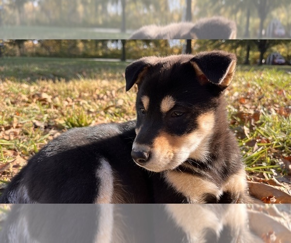 Medium Photo #8 Shiba Inu Puppy For Sale in NEW ATHENS, IL, USA