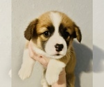Small Photo #2 Welsh Cardigan Corgi Puppy For Sale in CLARION, IA, USA