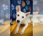 Small #3 Siberian Husky-pomeranian spitz Mix