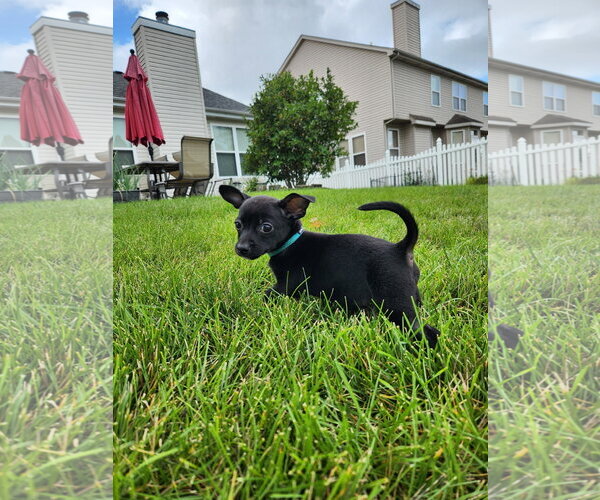 Medium Photo #3 Chiweenie Puppy For Sale in Plainfield, IL, USA