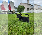 Small #2 Chiweenie